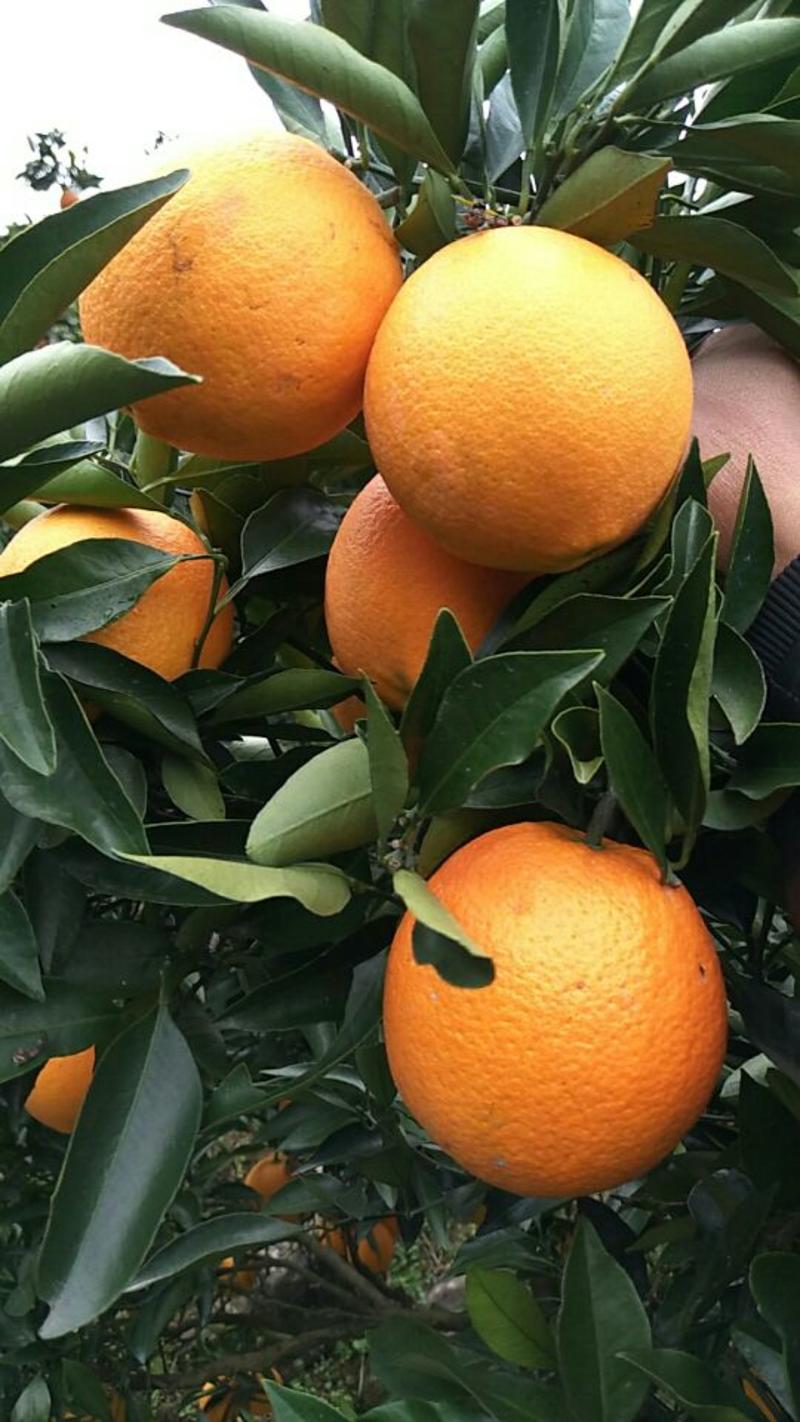甜橙爆汁《夏橙，伦晚，中华红橙》65-90果，四季鲜果
