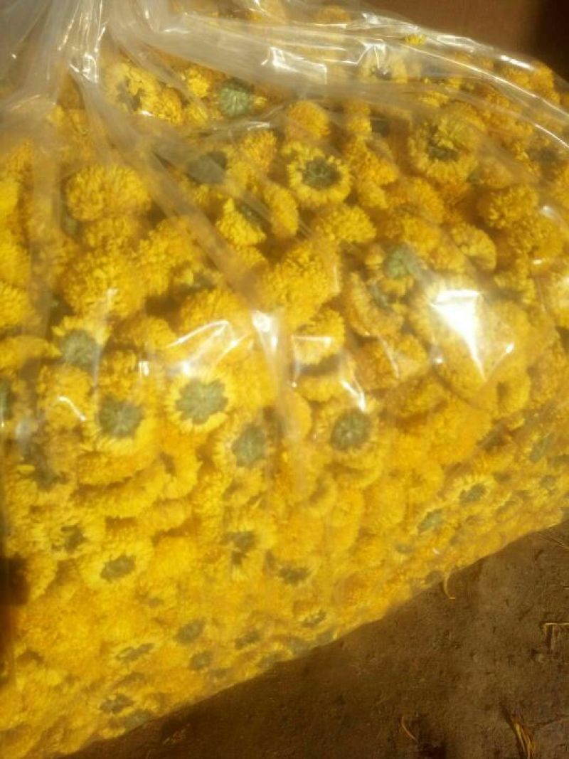 干菊花