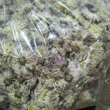 干菊花