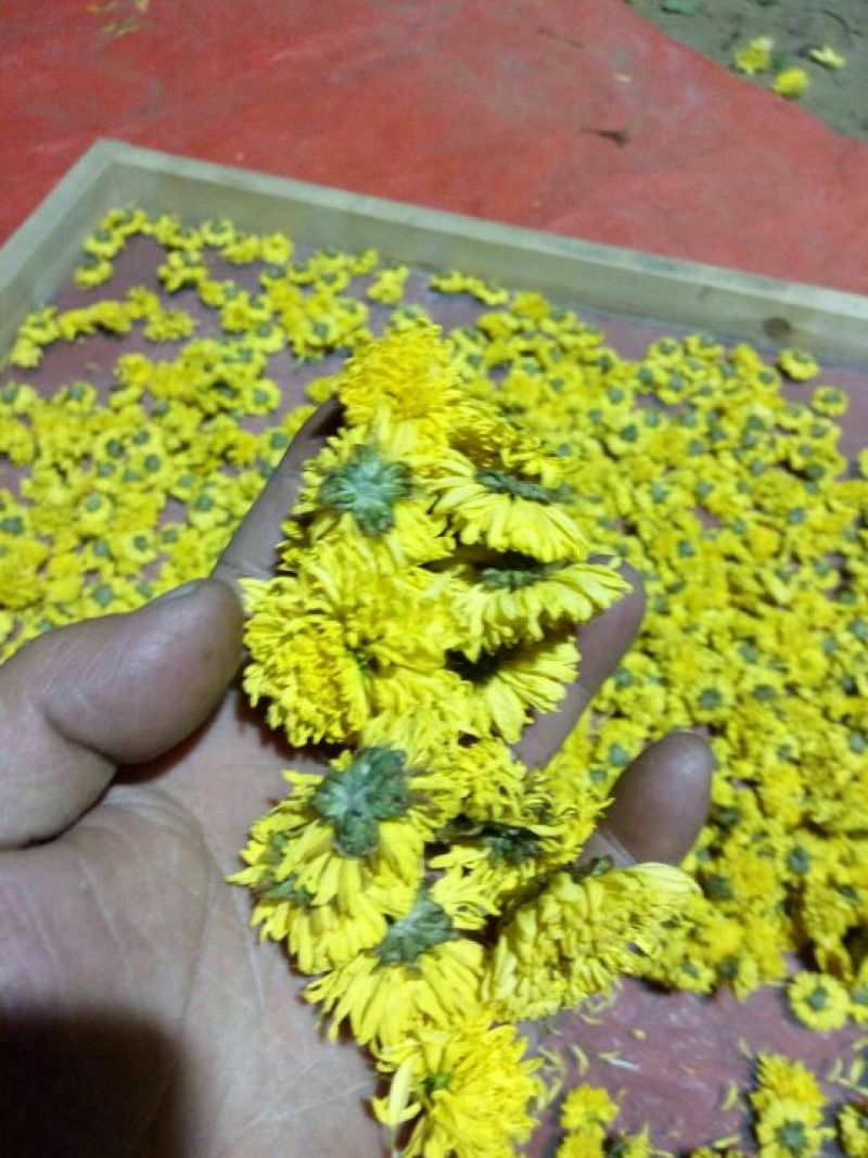干菊花