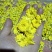 干菊花
