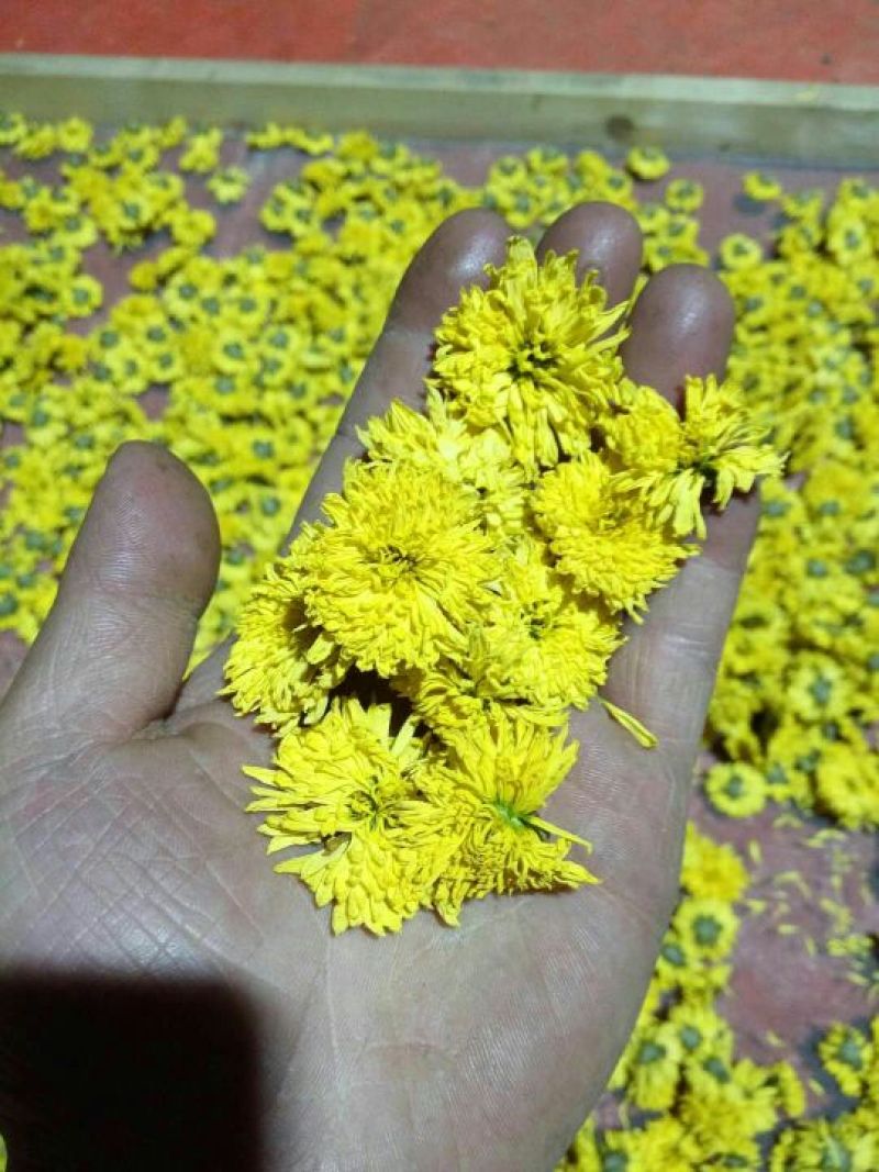 干菊花