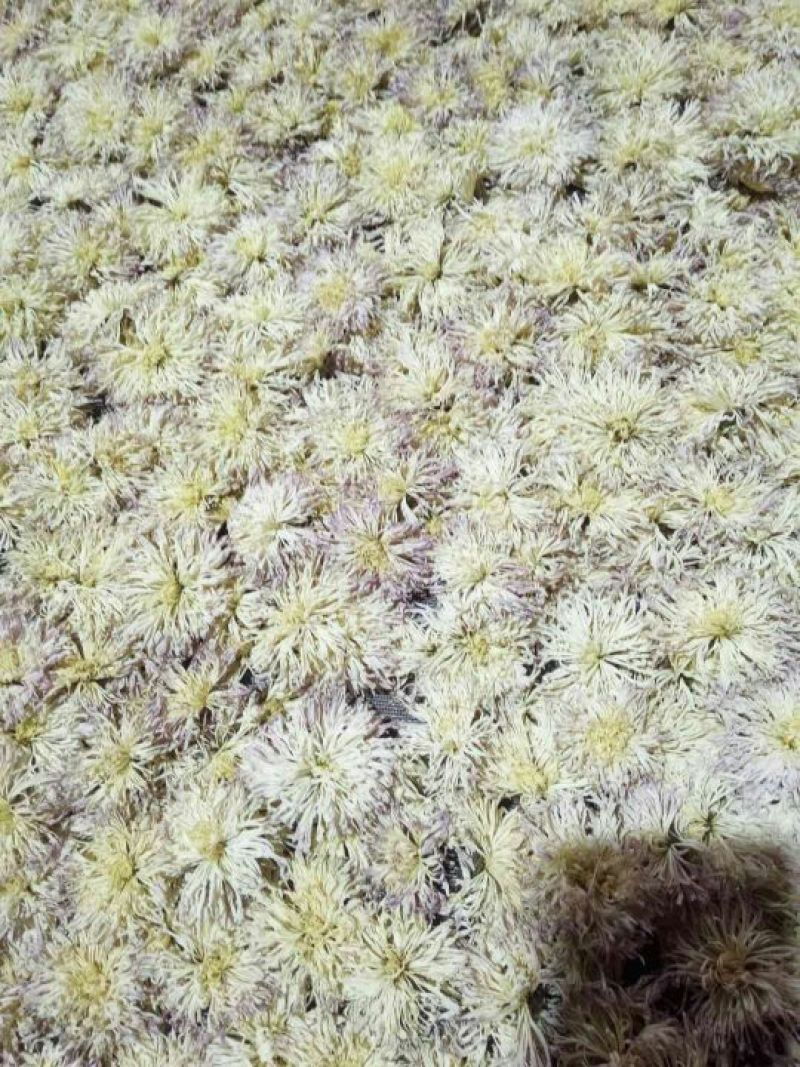 干菊花