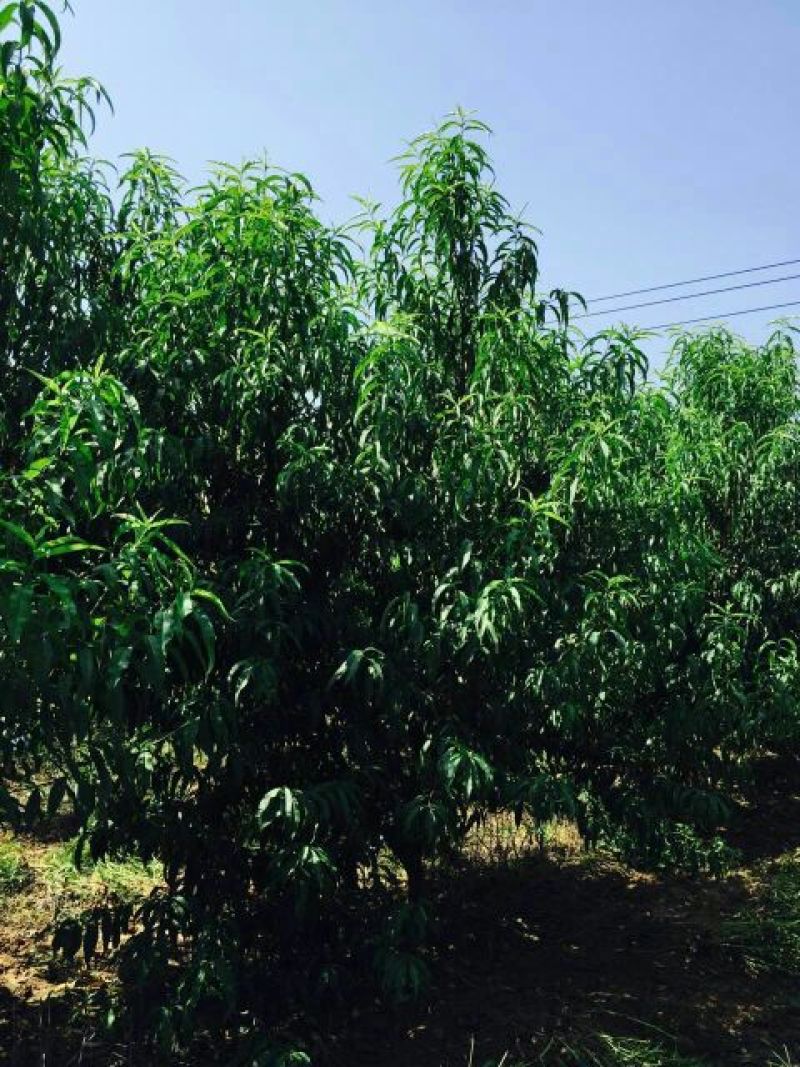 桃树苗，毛桃苗，占地桃树