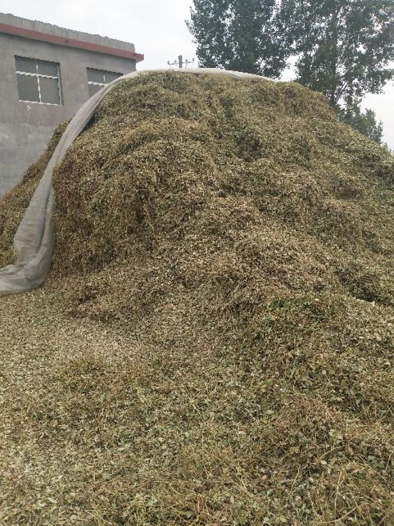 花生杆48个月