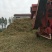 花生杆48个月