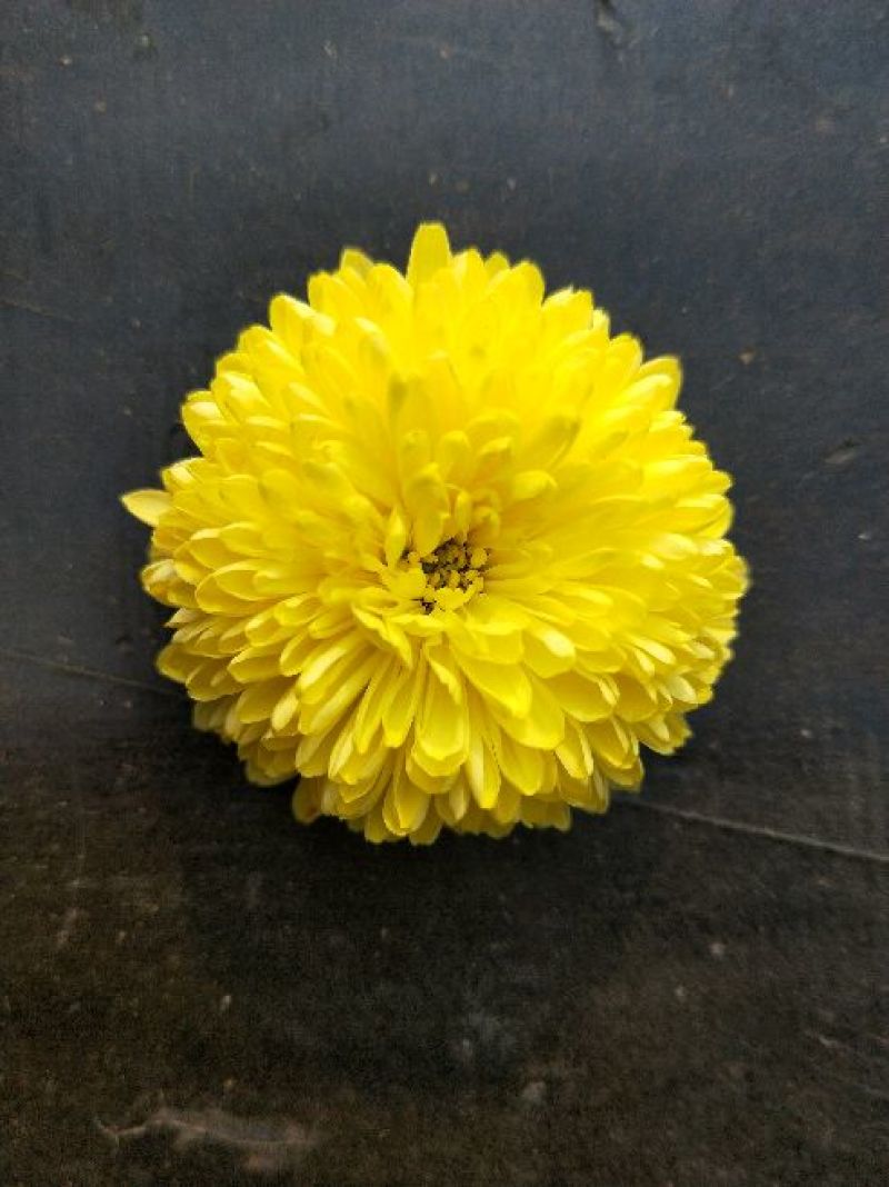 菊花茶一级