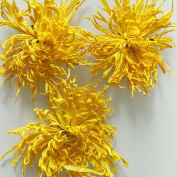 菊花茶一级
