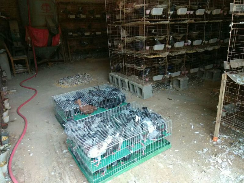 落地王800~900g