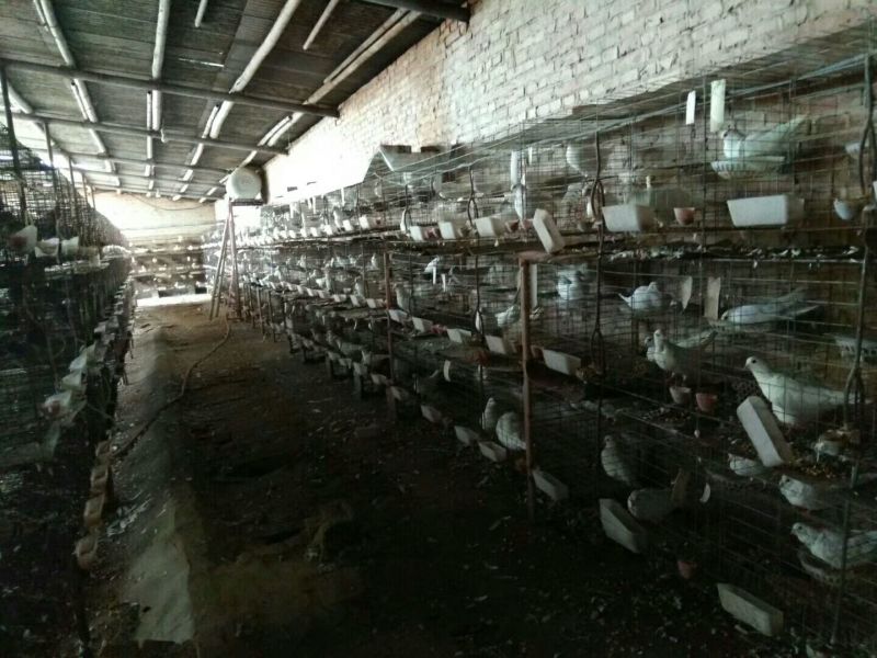 白羽王鸽肉鸽观赏鸽种鸽全国发货包邮包活