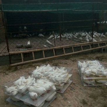 白羽王鸽肉鸽观赏鸽种鸽全国发货包邮包活