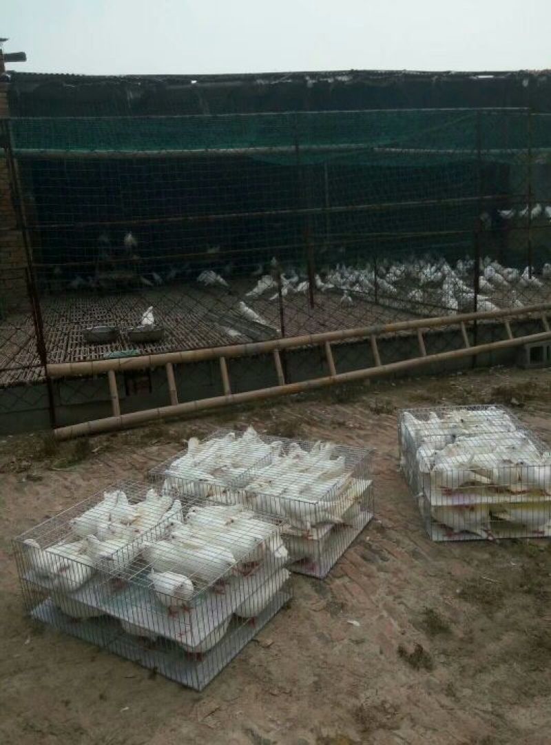 白羽王鸽肉鸽观赏鸽种鸽全国发货包邮包活