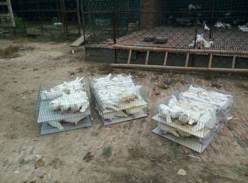 白羽王鸽肉鸽观赏鸽种鸽全国发货包邮包活