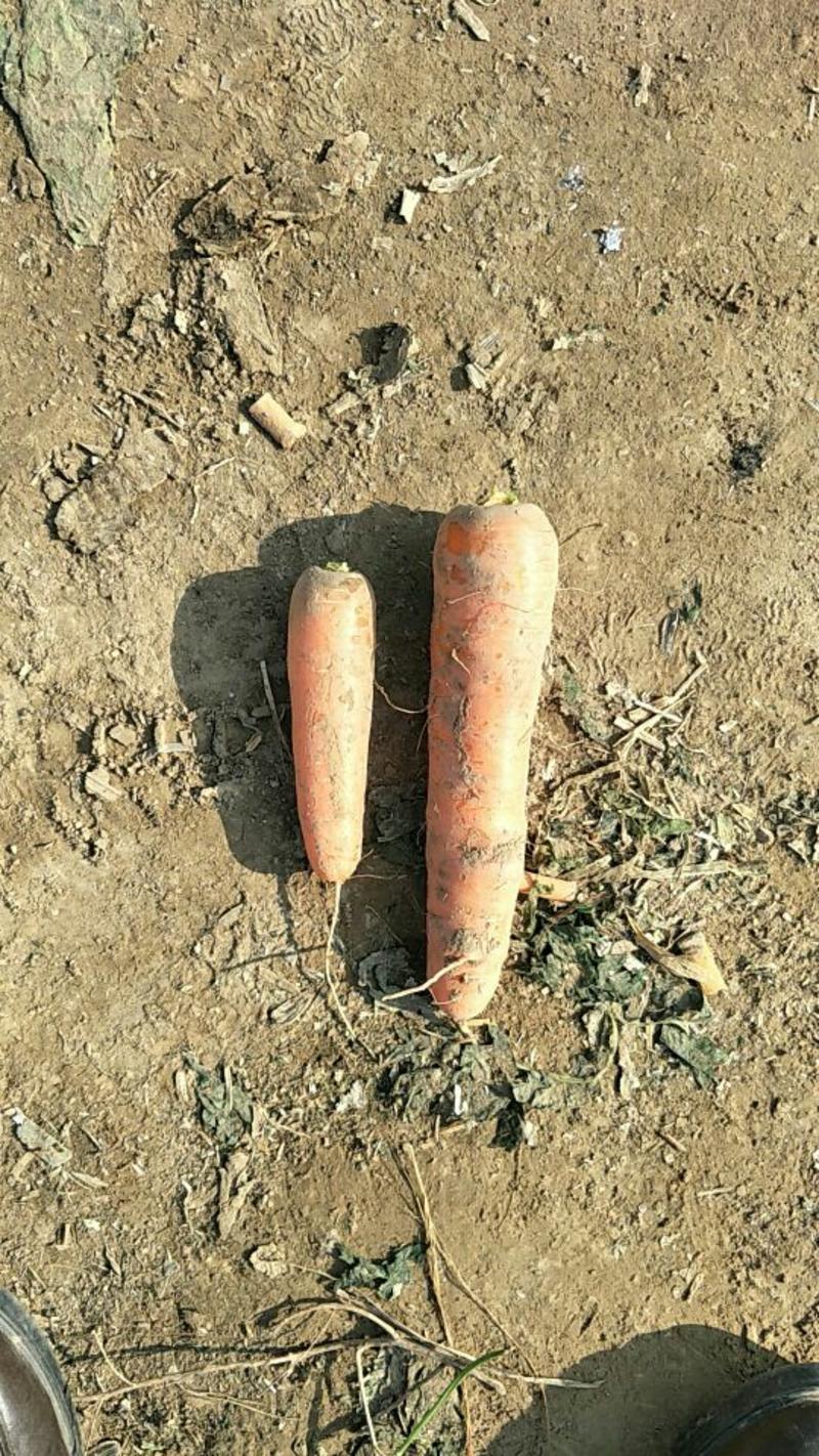 山东聊城三红胡萝卜2两以上带土15厘米以上红