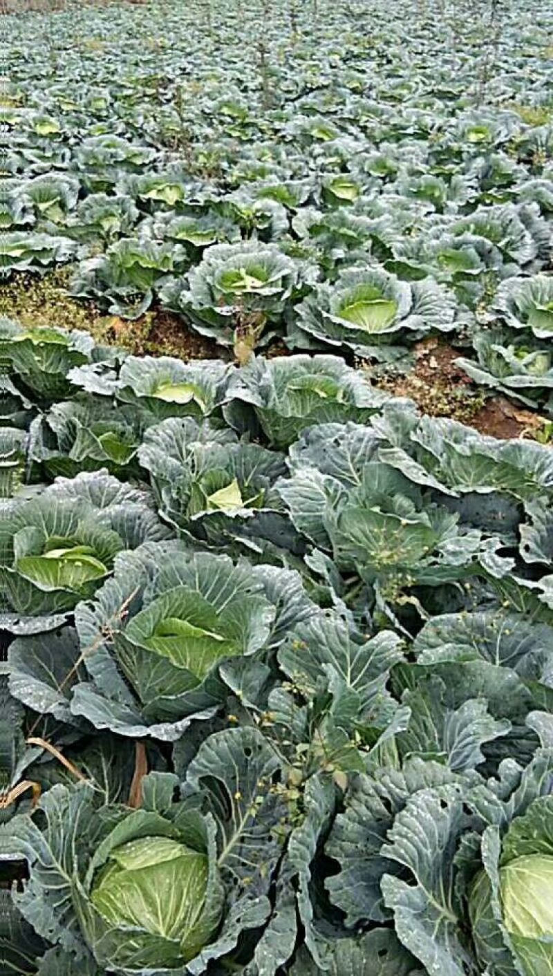 莲白2斤以上