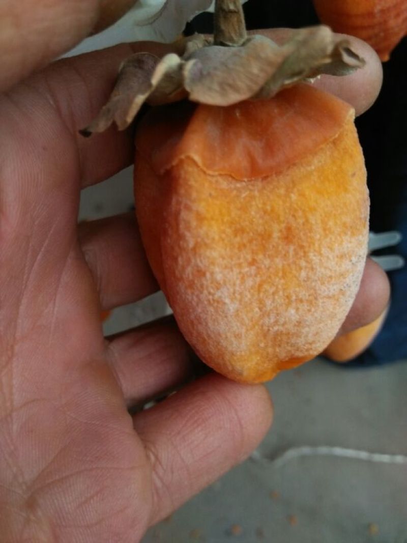 柿饼1~2两