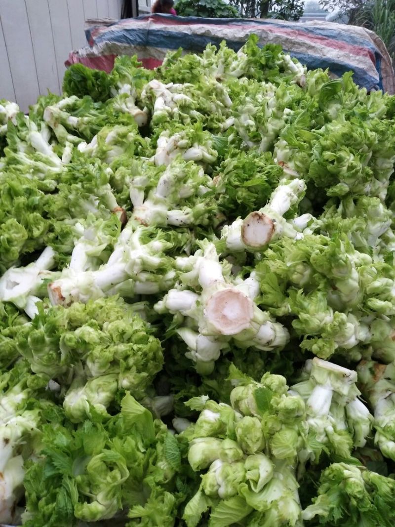 儿菜3两以上