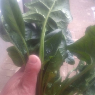 大叶菠菜20~25厘米