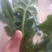 大叶菠菜20~25厘米