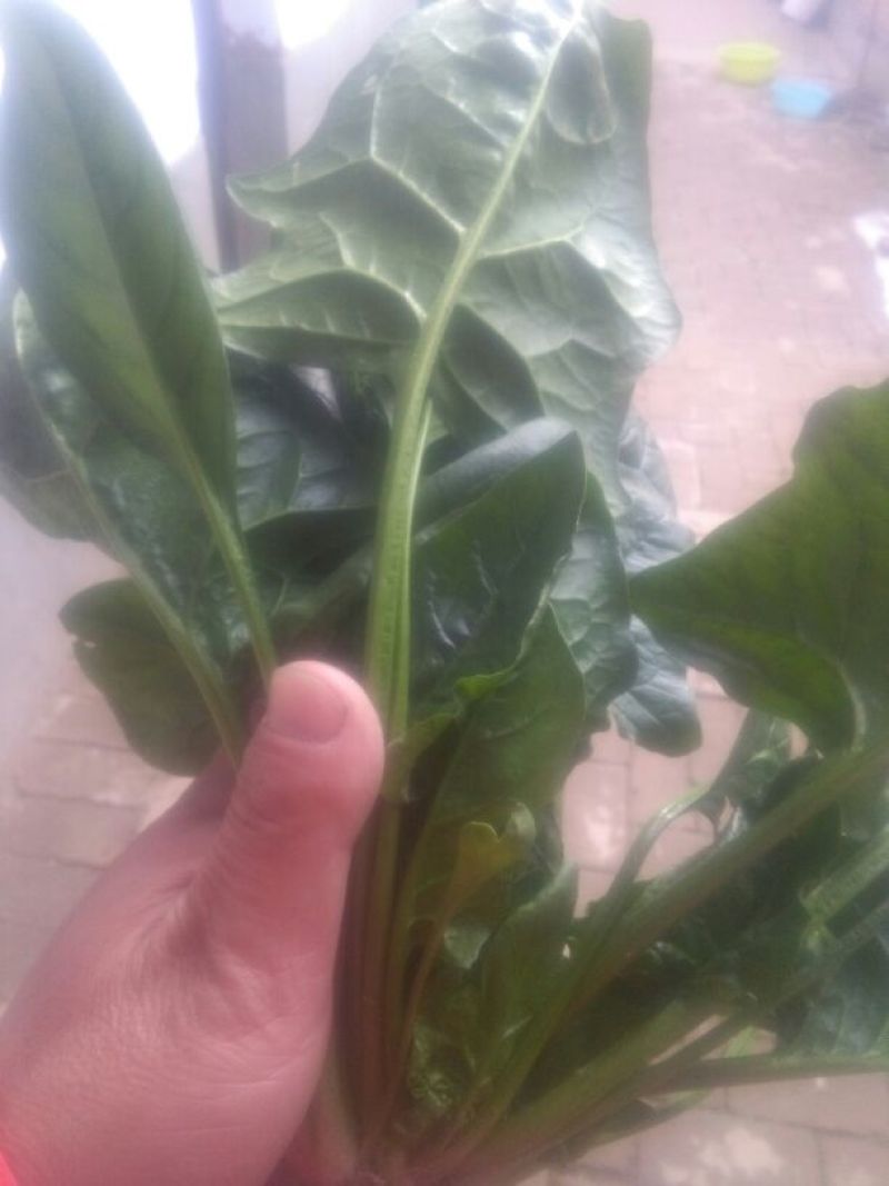 大叶菠菜20~25厘米