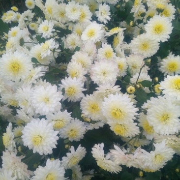 菊花，黄山贡菊，金丝皇菊，