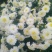 菊花，黄山贡菊，金丝皇菊，