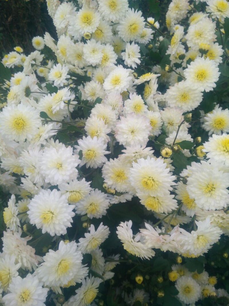 菊花，黄山贡菊，金丝皇菊，