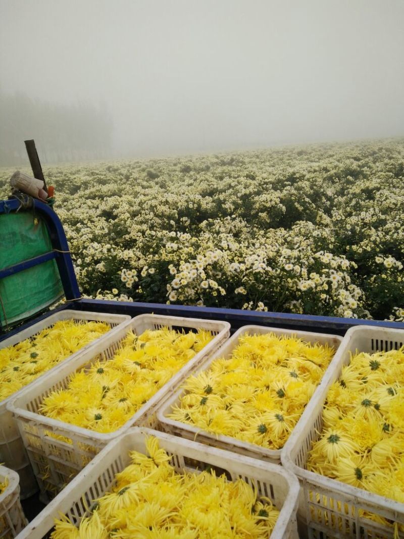 菊花，黄山贡菊，金丝皇菊，