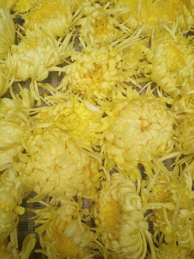 菊花，黄山贡菊，金丝皇菊，