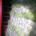 大白菜，青杂三号。北京三号净菜无虫眼无坏根。