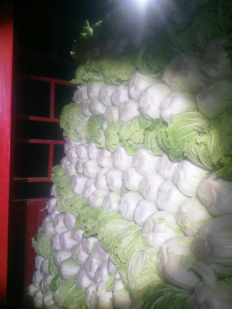 大白菜，青杂三号。北京三号净菜无虫眼无坏根。