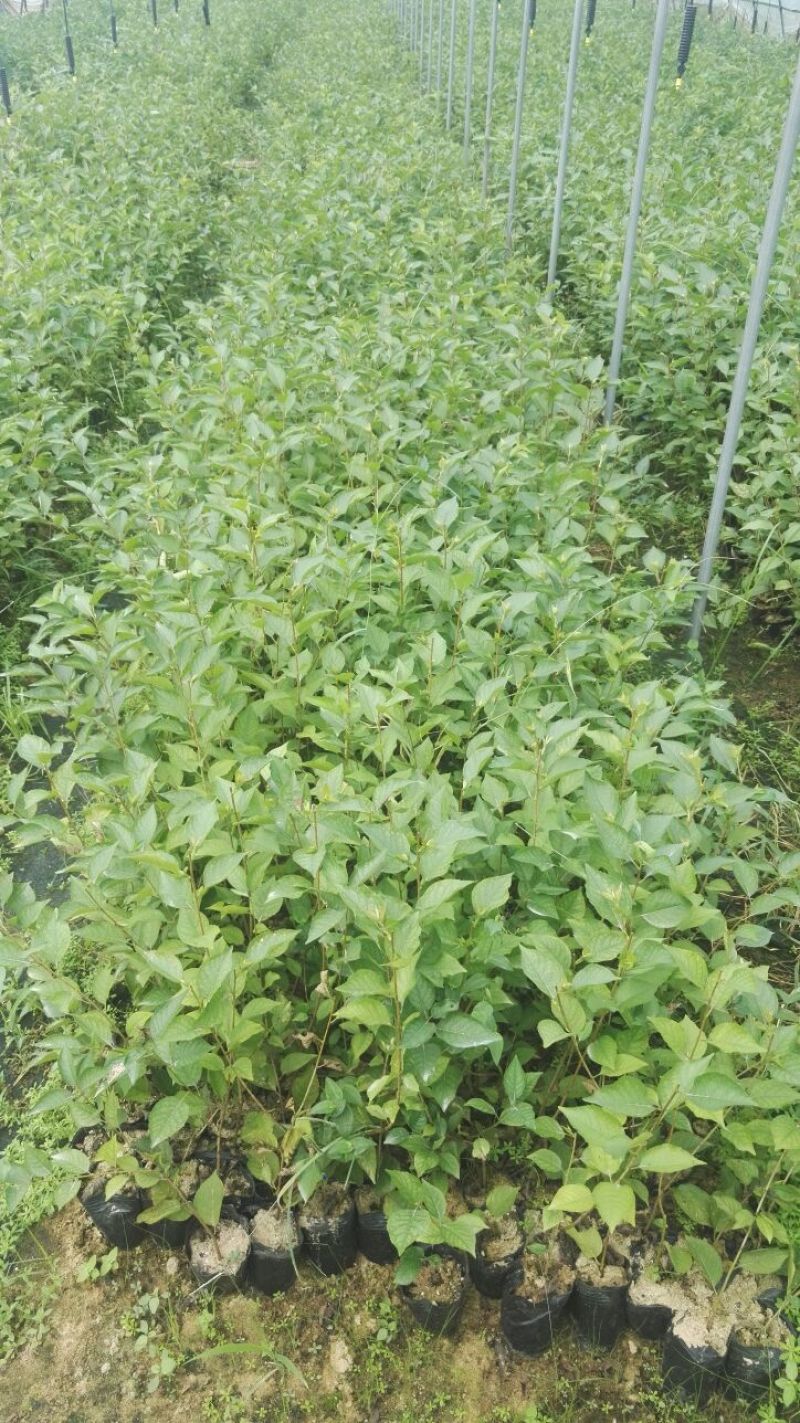 吉塞拉6号，12号砧木，Y1砧木嫁接樱桃苗砧木，结果早。