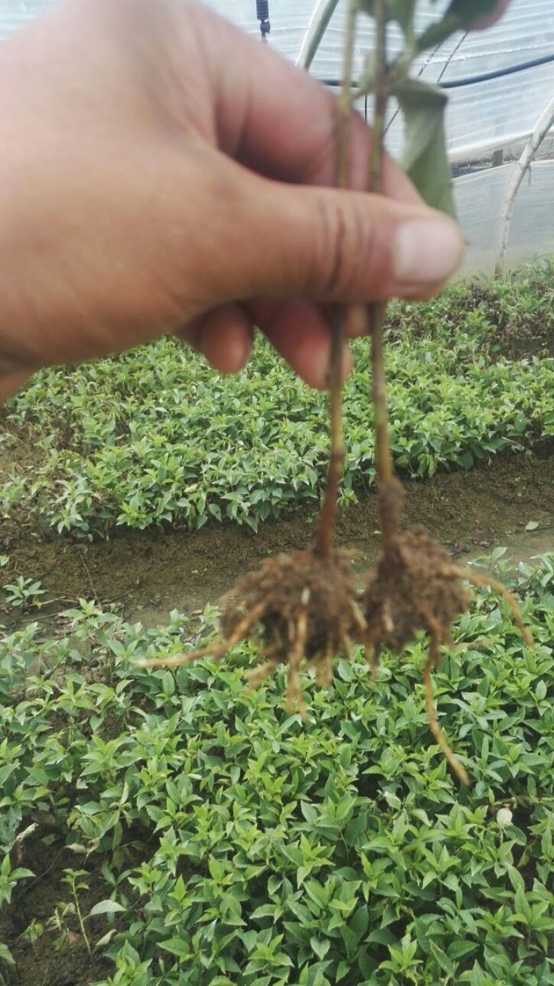 吉塞拉6号，12号砧木，Y1砧木嫁接樱桃苗砧木，结果早。