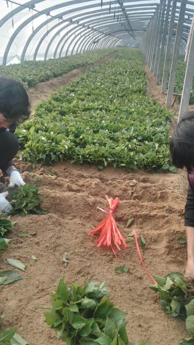 吉塞拉6号，12号砧木，Y1砧木嫁接樱桃苗砧木，结果早。