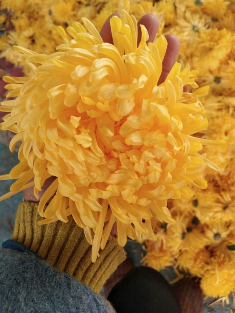 药用菊花散装