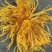药用菊花散装