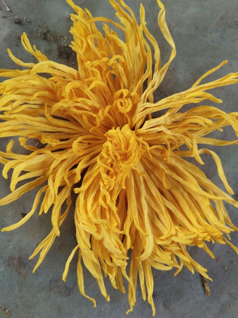 药用菊花散装