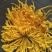 药用菊花散装