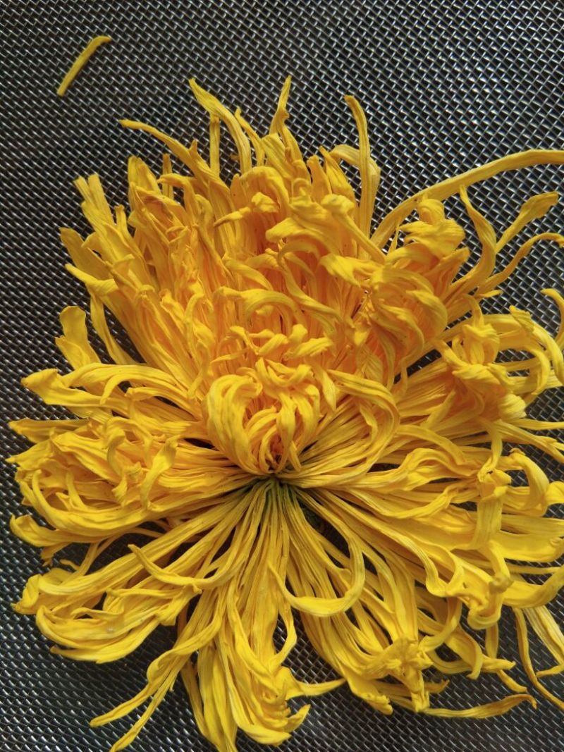药用菊花散装