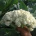 福建漳州优质白面青梗松花菜散花花椰菜一手货源