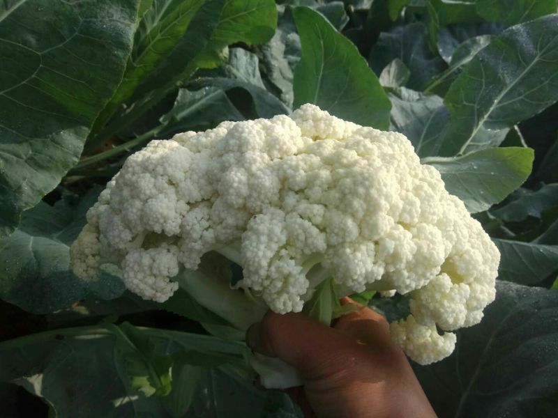 福建漳州优质白面青梗松花菜散花花椰菜一手货源