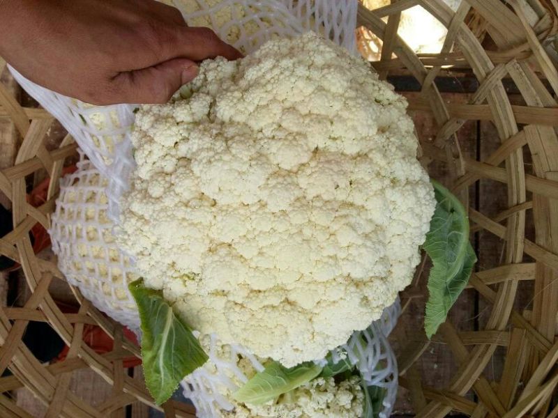福建漳州优质白面青梗松花菜散花花椰菜一手货源