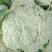 福建漳州优质白面青梗松花菜散花花椰菜一手货源