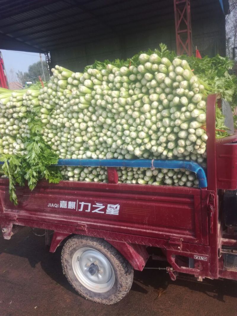 法国皇后芹菜60cm以上