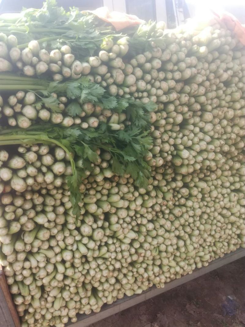 法国皇后芹菜60cm以上