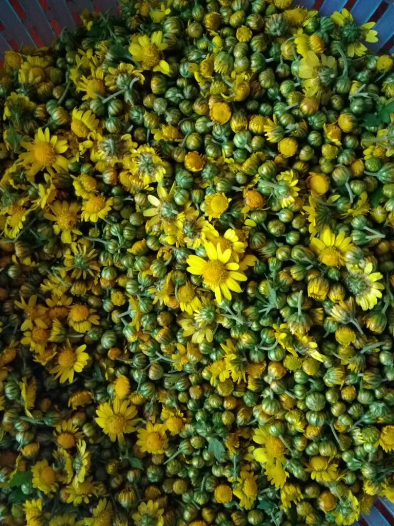 野菊花散装