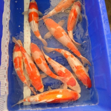 锦鲤1~2公斤鱼苗