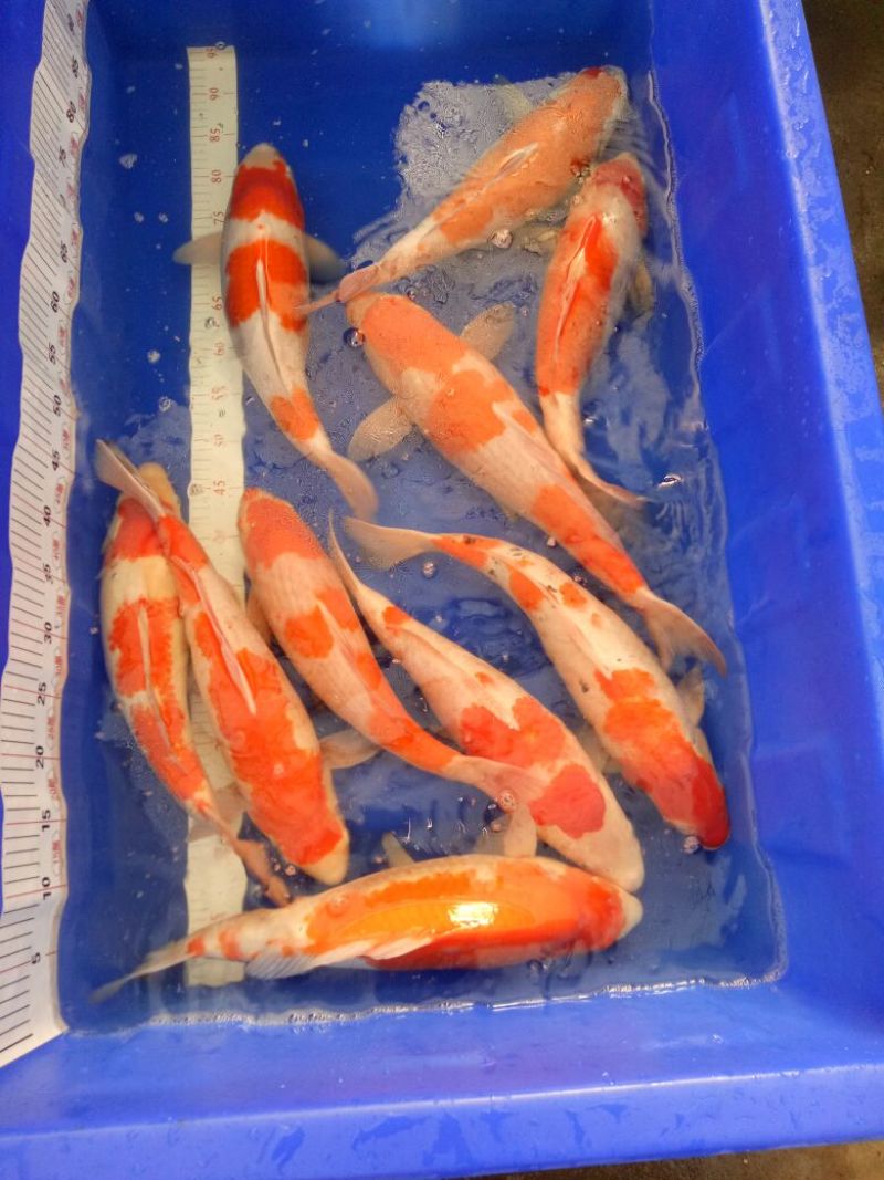 锦鲤1~2公斤鱼苗