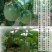 紫香一号80~90g紫果