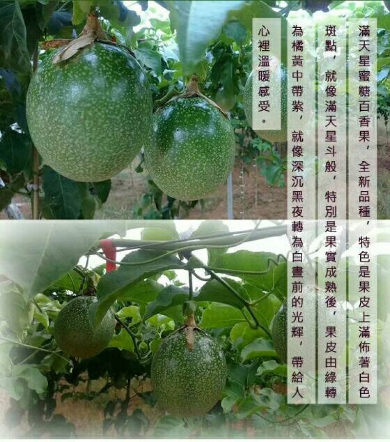 紫香一号80~90g紫果